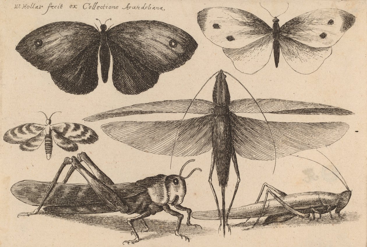 Seks insekter, 1646. av Wenceslaus Hollar