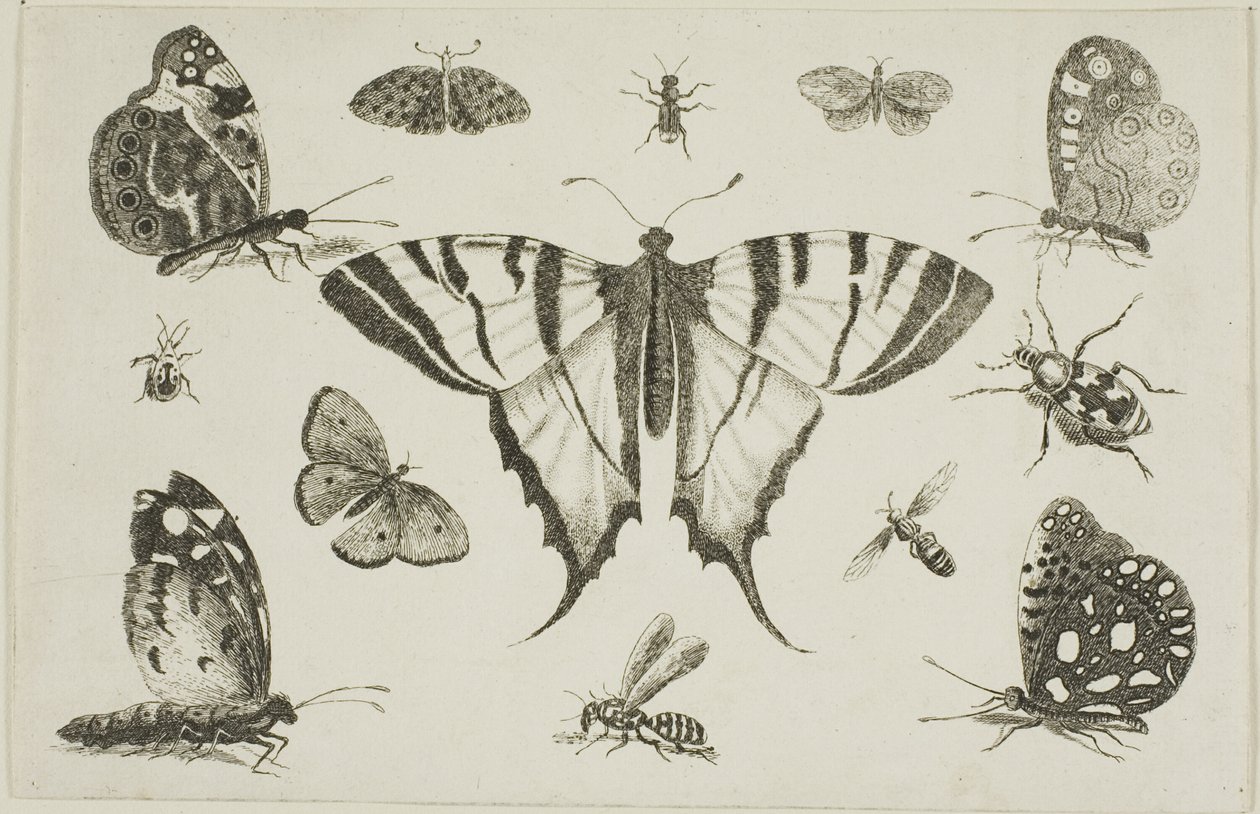 Svalhalesommerfugl og tolv andre insekter av Wenceslaus Hollar