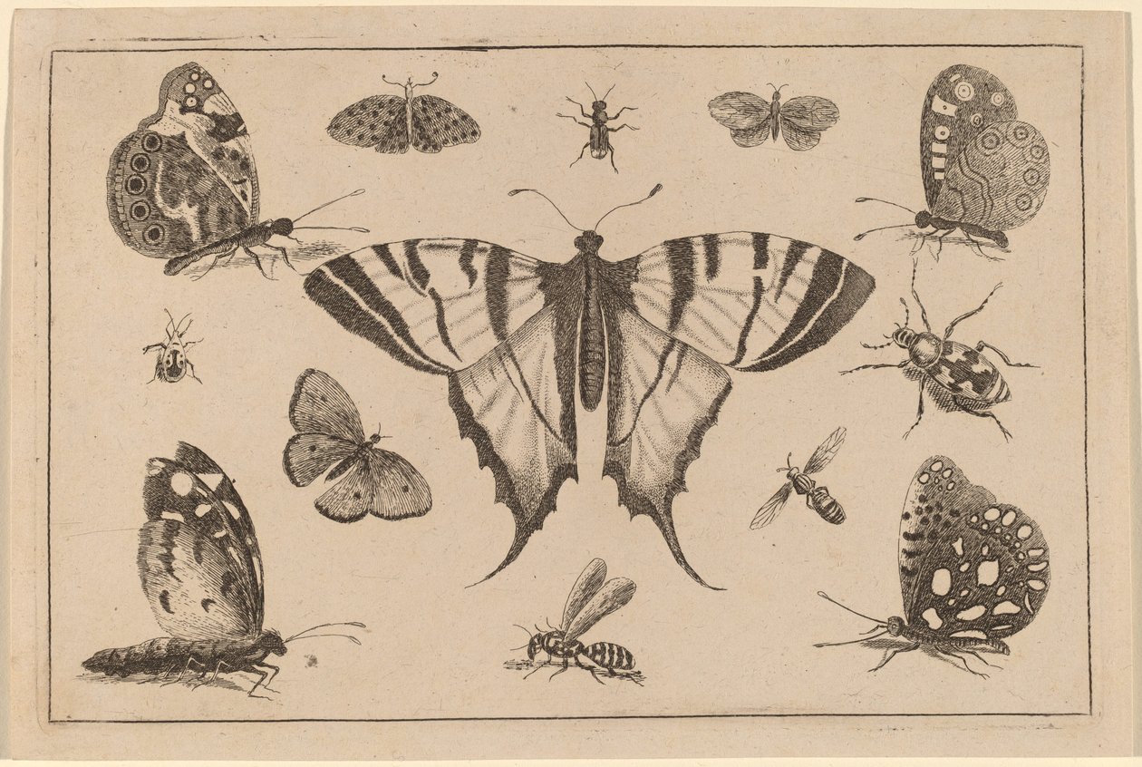 Svalehalesommerfugl og tolv andre insekter av Wenceslaus Hollar
