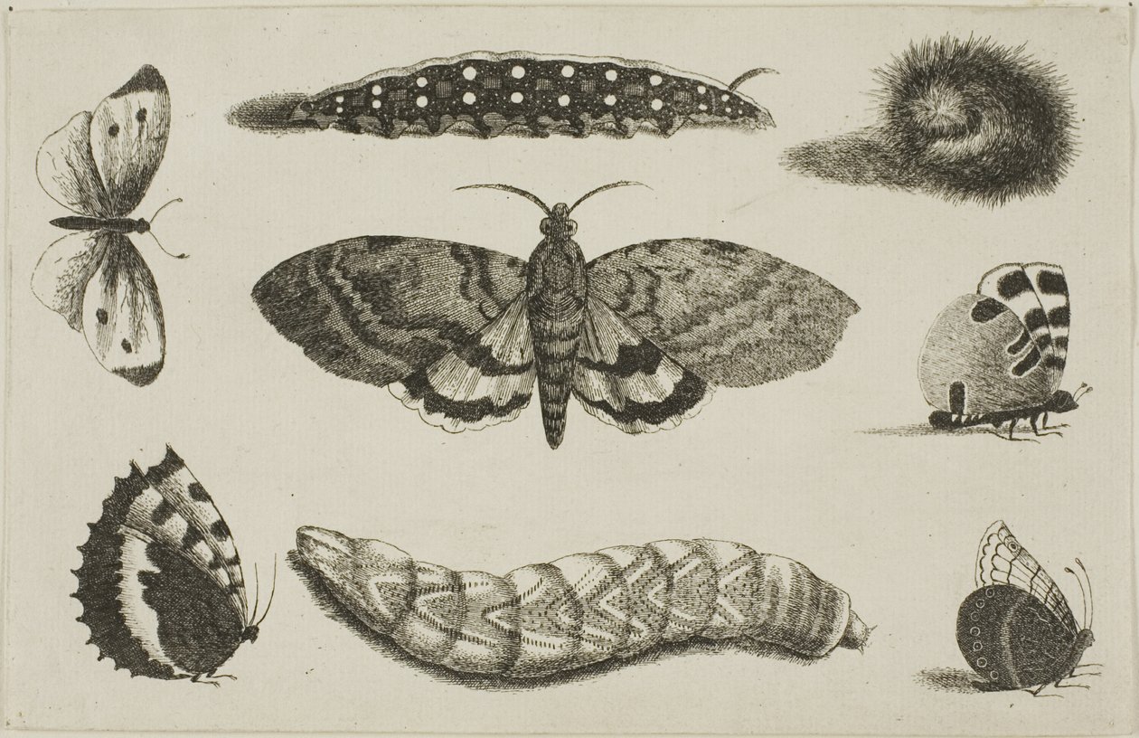 Tre larver, en møll og fire sommerfugler av Wenceslaus Hollar