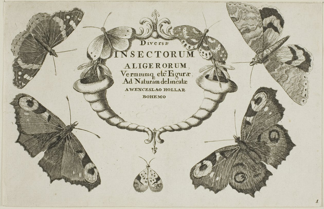 Tittelside fra Diverse insekter av Wenceslaus Hollar