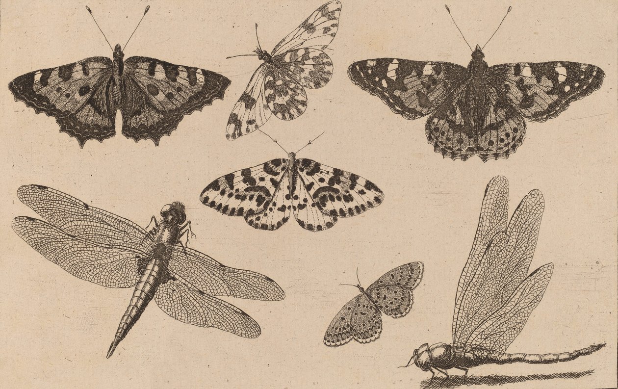 To øyenstikkere og fem sommerfugler. av Wenceslaus Hollar