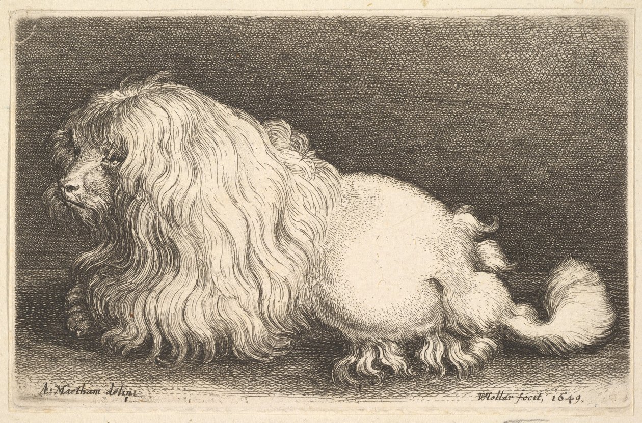 Hvit hund, 1649. av Wenceslaus Hollar