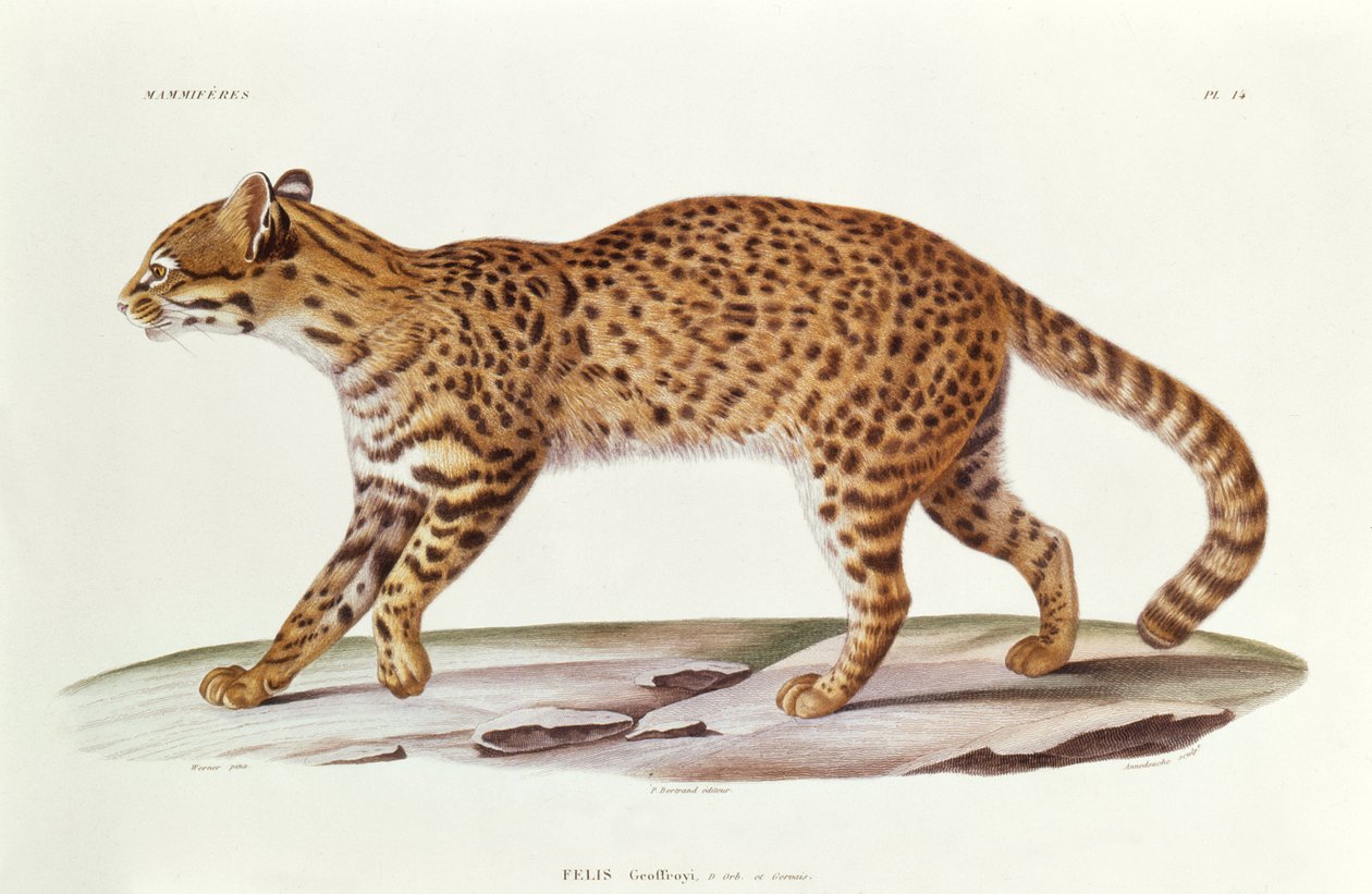 Geoffreys Cat (felis Geoffroyi) illustrasjon fra Voyage dans lAmerique Meridionale av Alcide dOrbigny, gravert av Annedouche, 1847 av Werner Werner