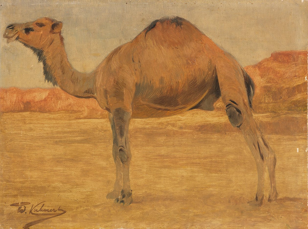 Dromedar av Wilhelm Kuhnert