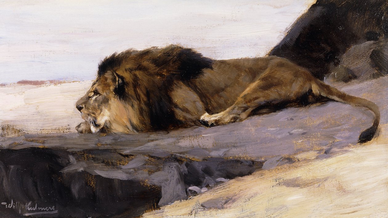 En hvilende løve; Ruhender Lowe, av Wilhelm Kuhnert