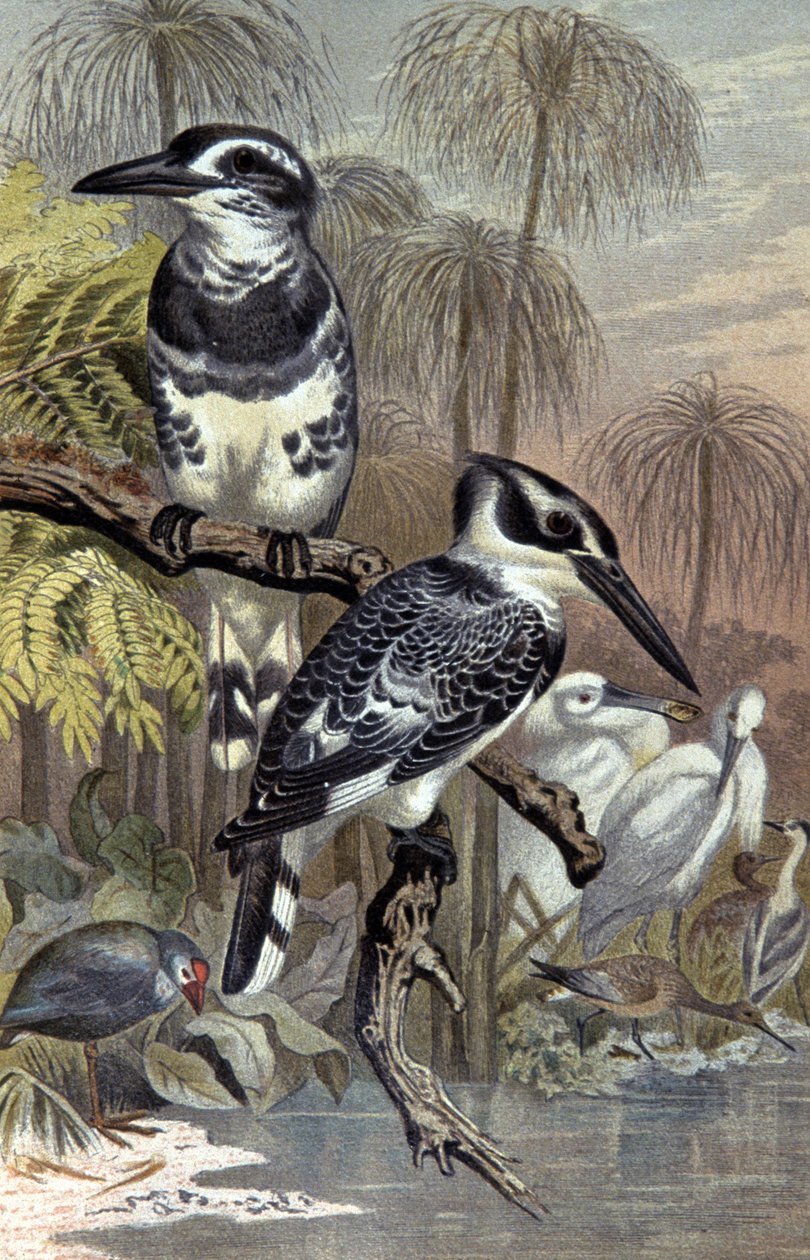 Kingfishers, ca. 1910 (illustrasjon) av Wilhelm Kuhnert