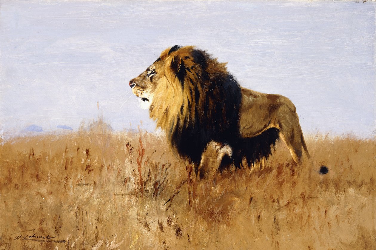 Løve ser etter bytte, av Wilhelm Kuhnert