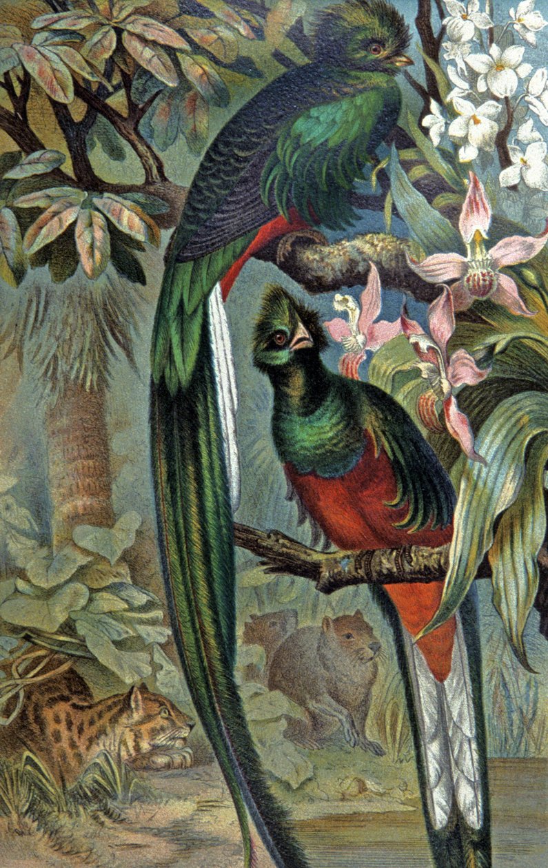 Quetzal strålende, ca. 1910 (illustrasjon) av Wilhelm Kuhnert