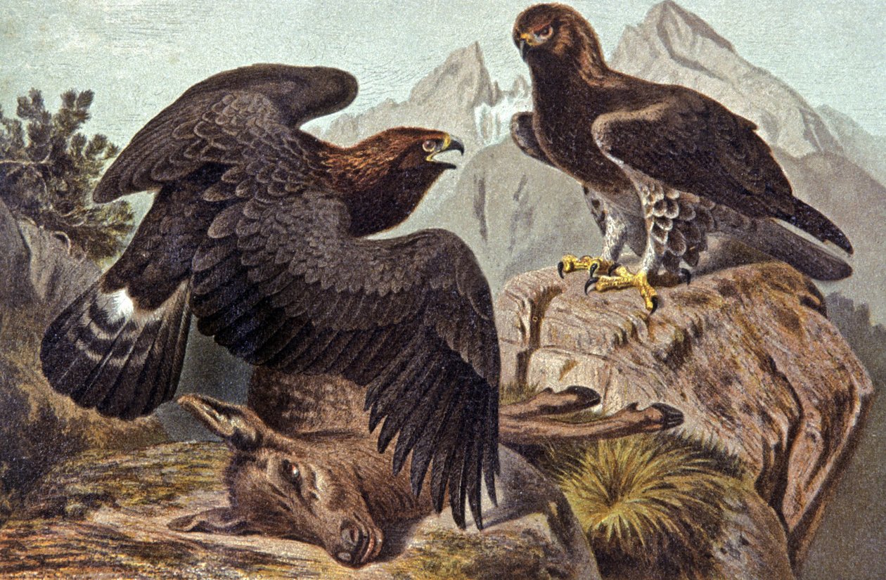 The Royal Eagle, ca. 1910 (illustrasjon) av Wilhelm Kuhnert