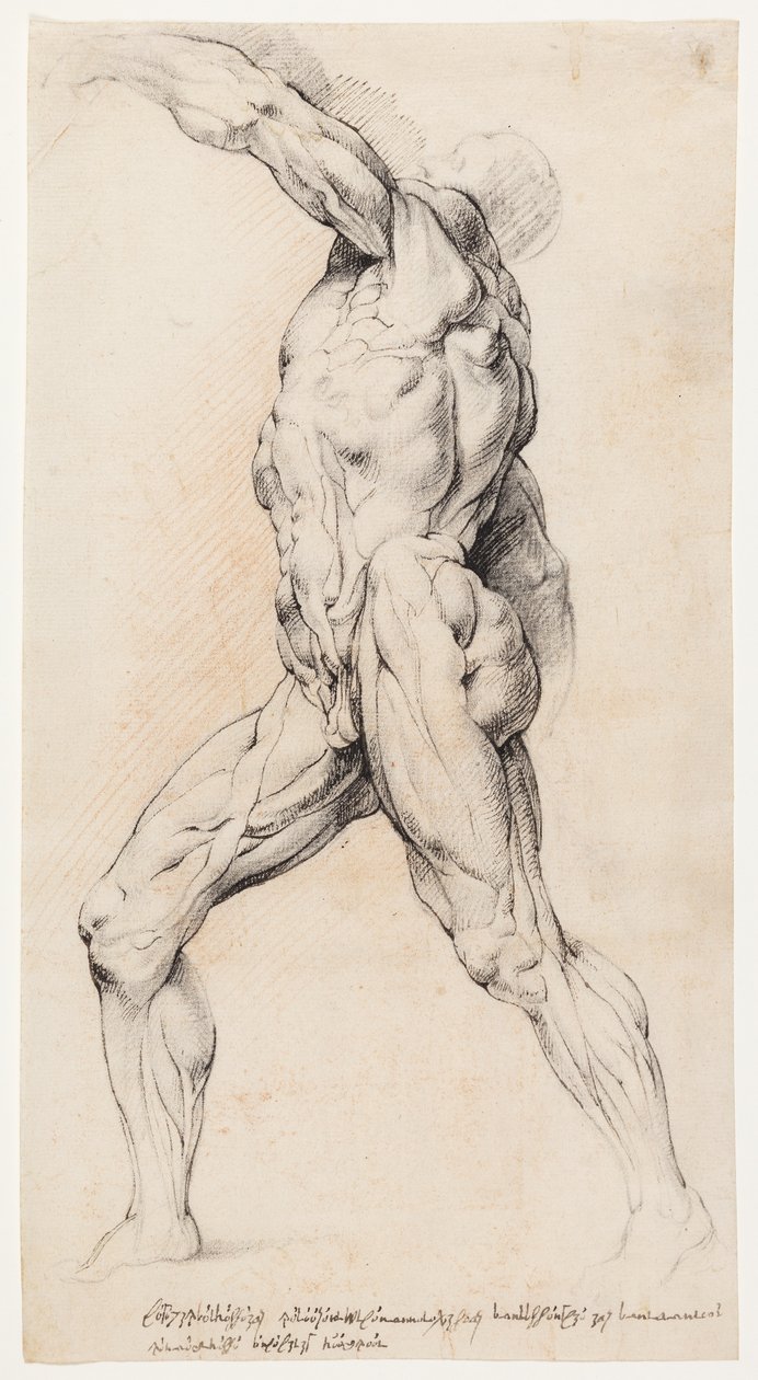 Anatomisk studie (cutaway) av Willem Panneels