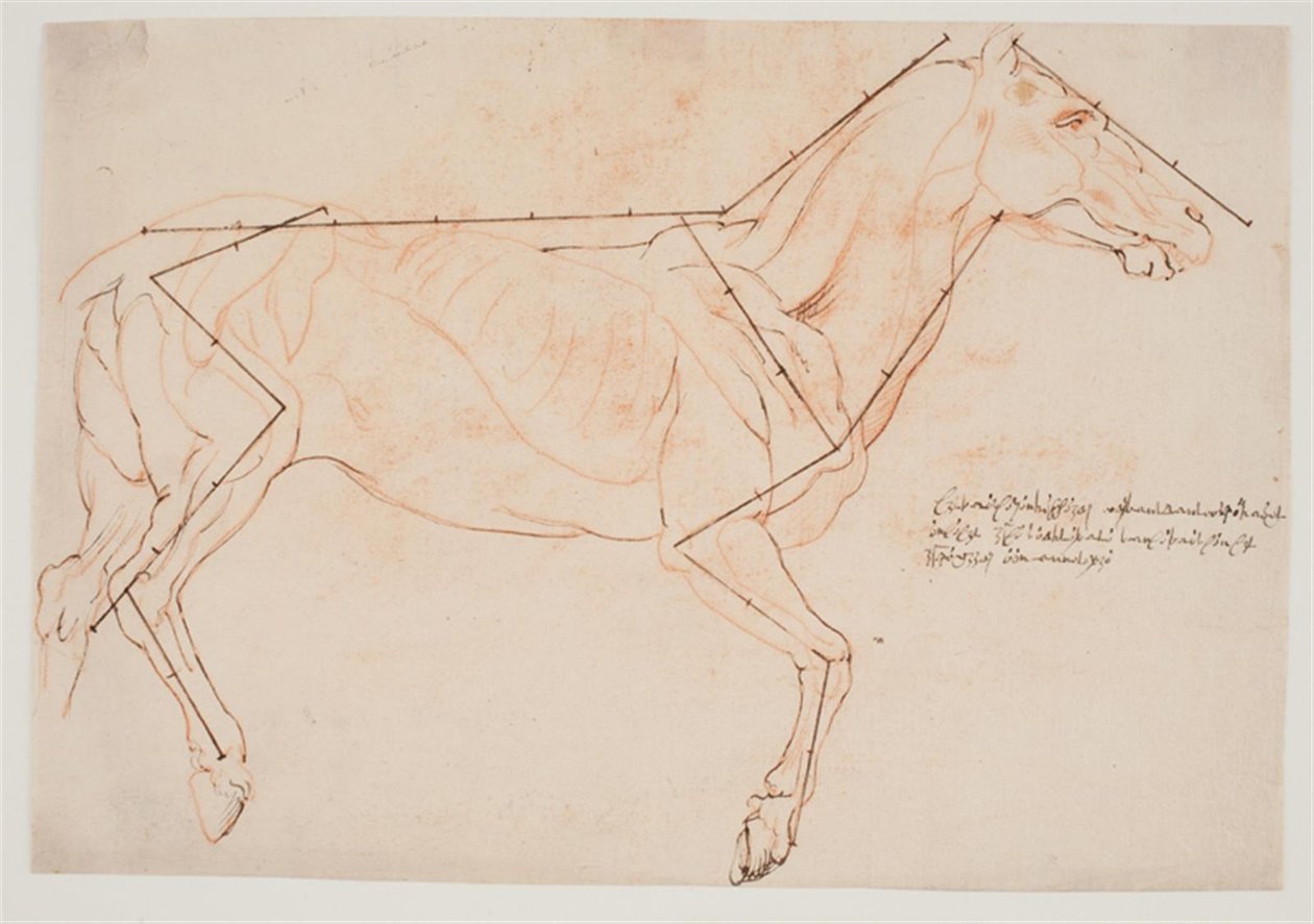 Anatomisk og proporsjonsstudie. En hest av Willem Panneels