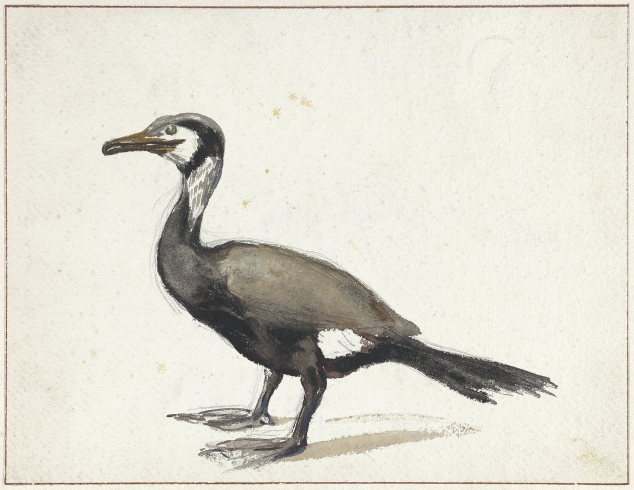 Skarv av Willem Roelofs (I)