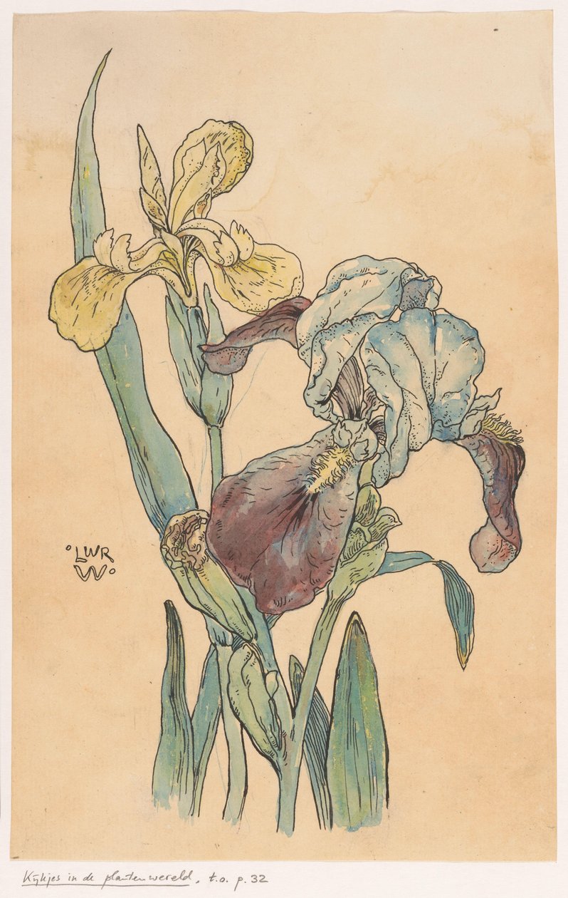 Iris av Ludwig Willem Reymert Wenckebach