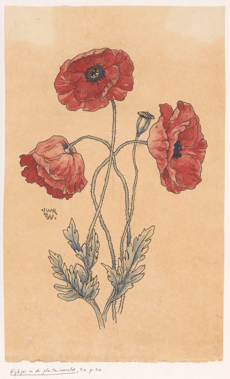 valmuer av Ludwig Willem Reymert Wenckebach