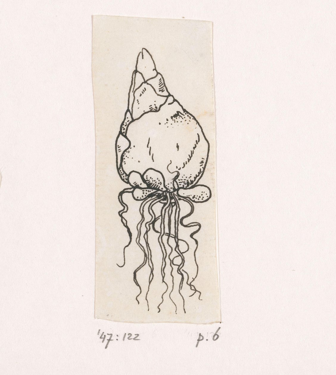 blomsterløk av Willem Wenckebach