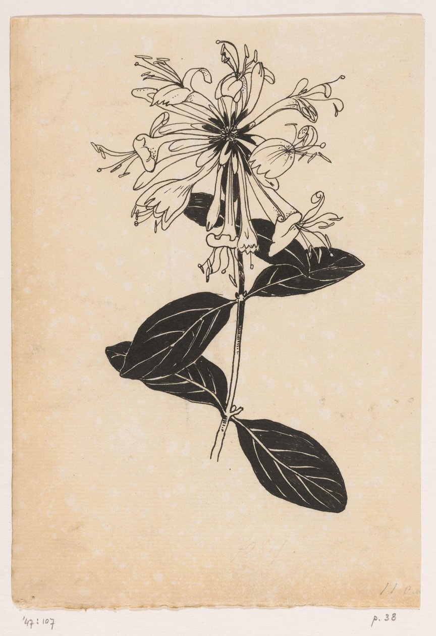 Kaprifolium av Willem Wenckebach