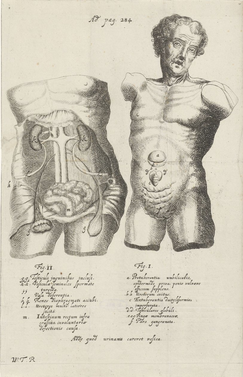Anatomisk studie av to skrog av Willem ten Rhijne