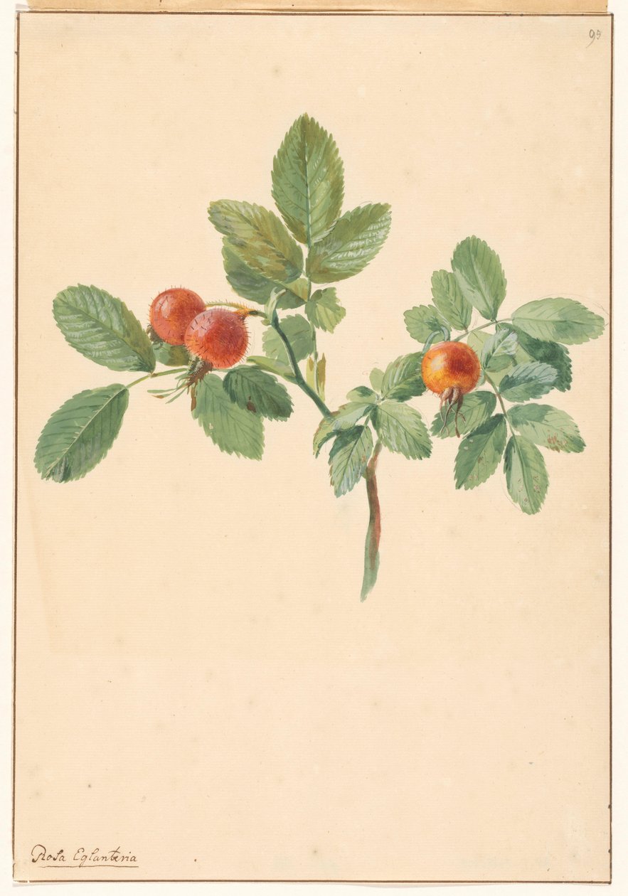 Grein med nyper av Willem van Leen (attributed to)