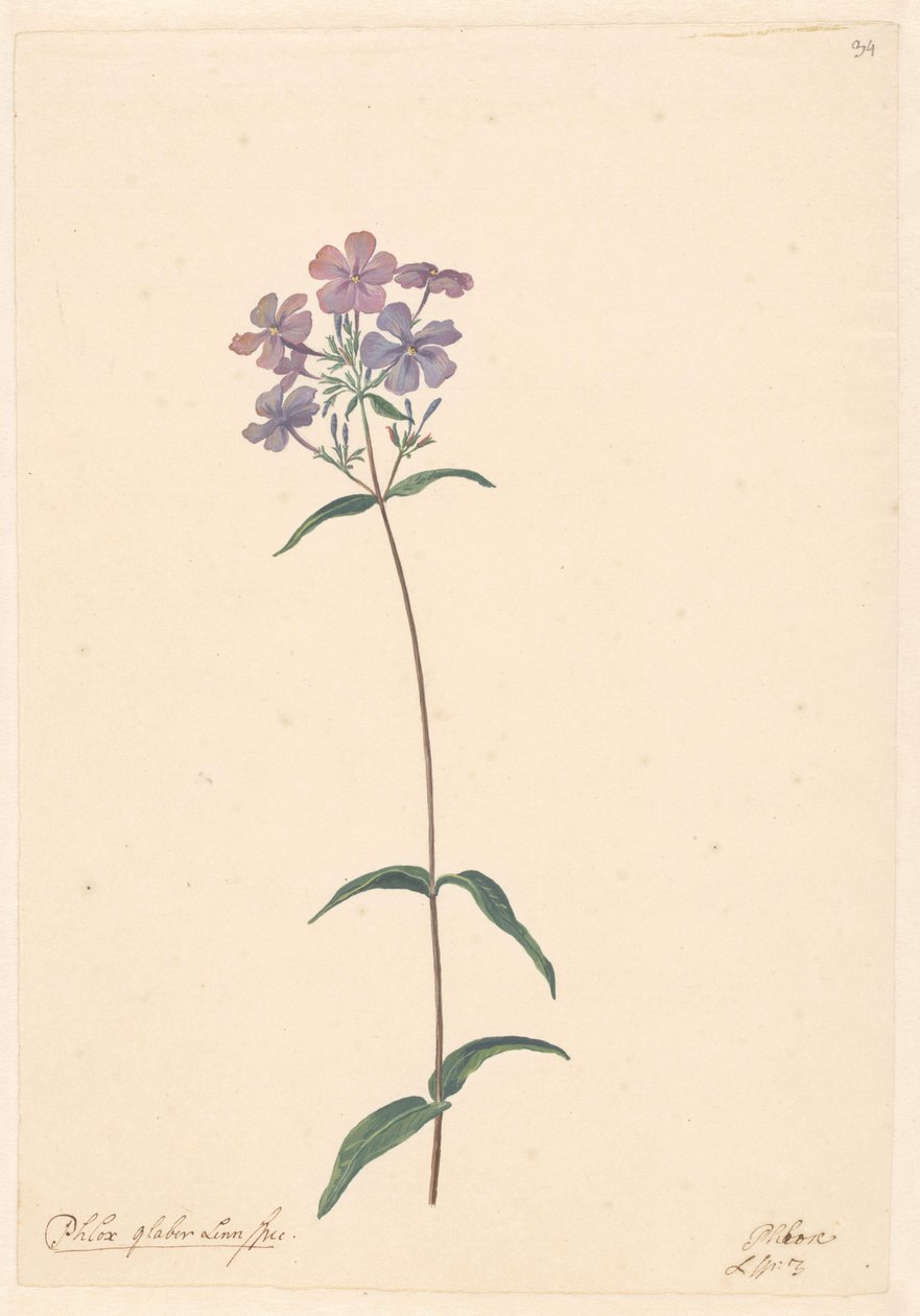 Gren av en floks av Willem van Leen (attributed to)
