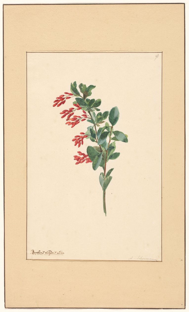 Grein av en berberis av Willem van Leen (attributed to)