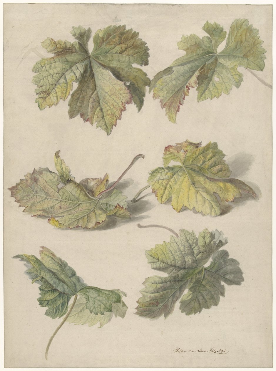 Vine forlater studier av Willem van Leen