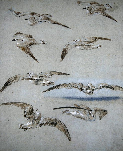 Seven Seagulls (blyant, wc og kroppsfarge på papir) av Clarkson Frederick Stanfield