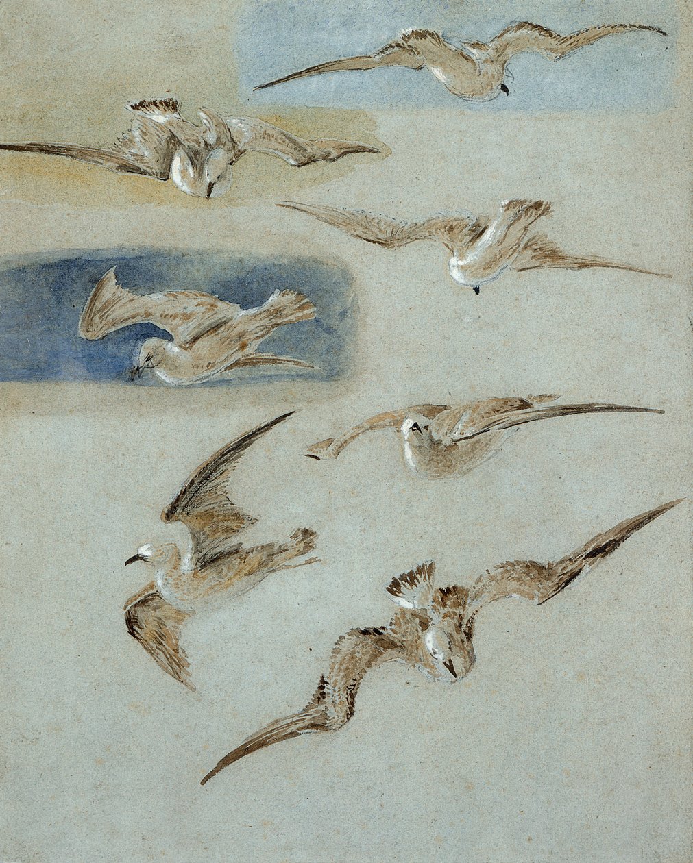 Study of Seagulls (blyant, wc og kroppsfarge på papir) av Clarkson Frederick Stanfield