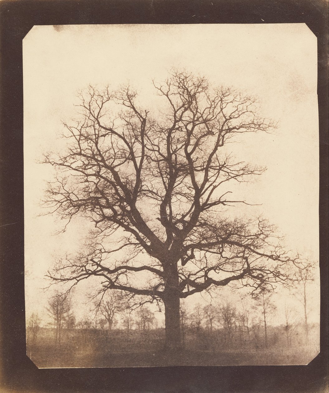 Et eiketre om vinteren av William Henry Fox Talbot