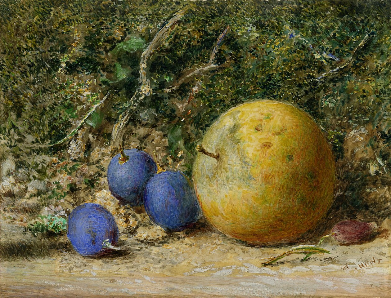 Tre druer og et eple (wc på papir) av William Henry Hunt