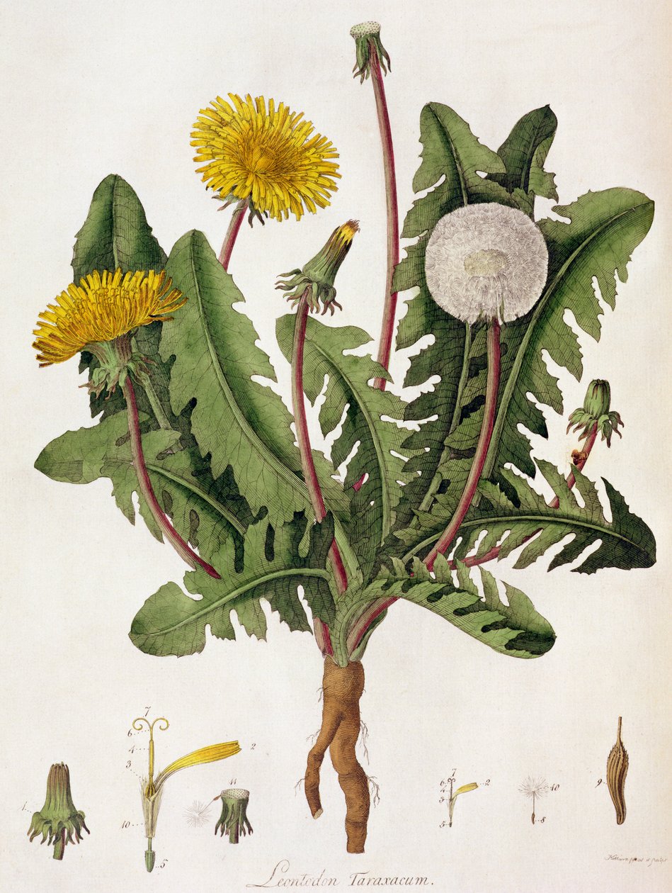 Løvetann (fargegravering) av William Kilburn