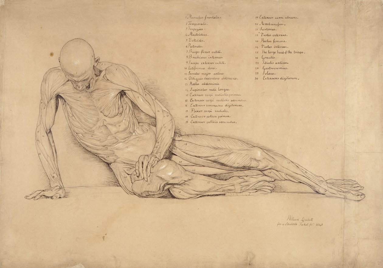 An Ecorche Study of the Dying Gaul, 1840 (penn og blekk på papir) av William Linnell