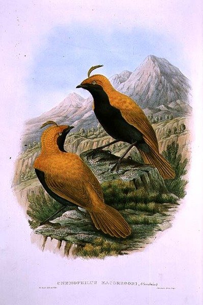 Cnemophilus Macgregorii, sigdkugleparadisfugl av M. Hart