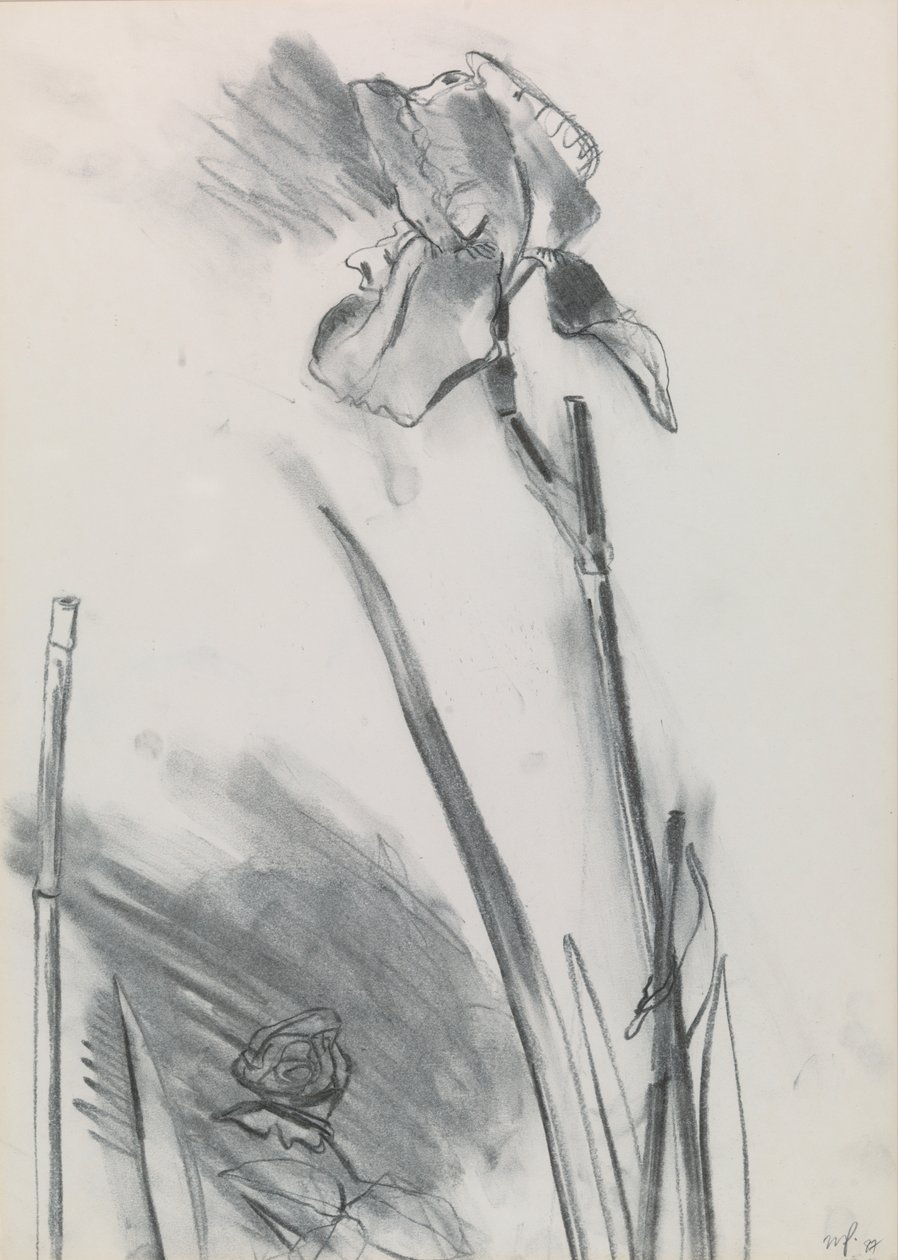 Iris 2 av William Packer