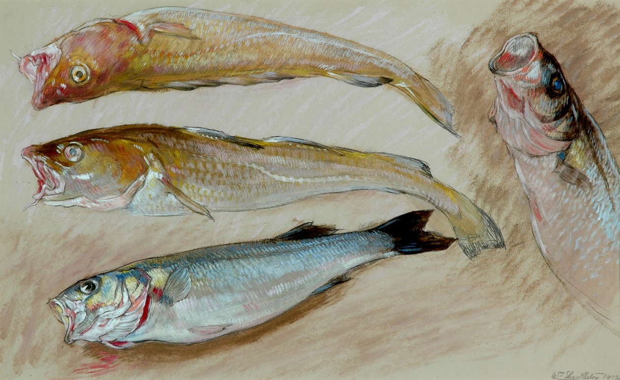 Studie av fire fisker for 'The Mackerel Nets', 1912 (olje på papir) av William Shackleton