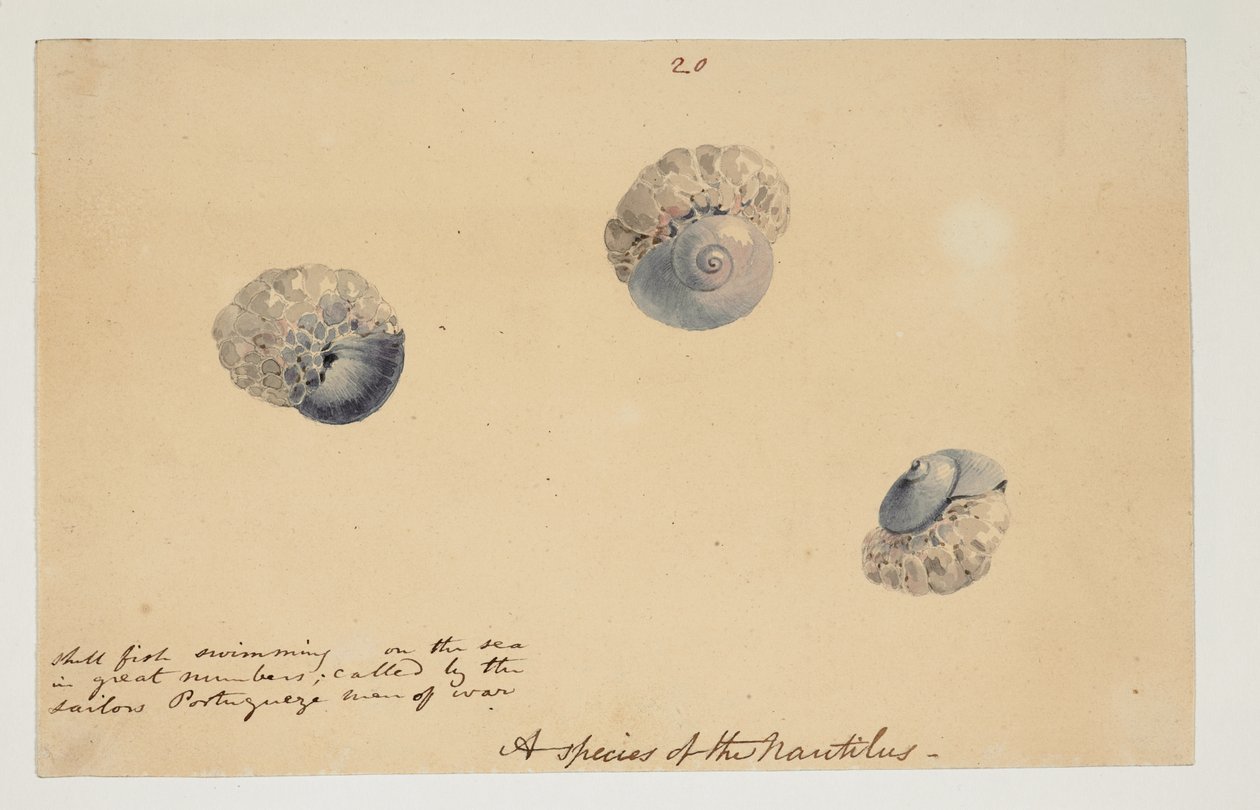 WD 961 f.20 av William Alexander