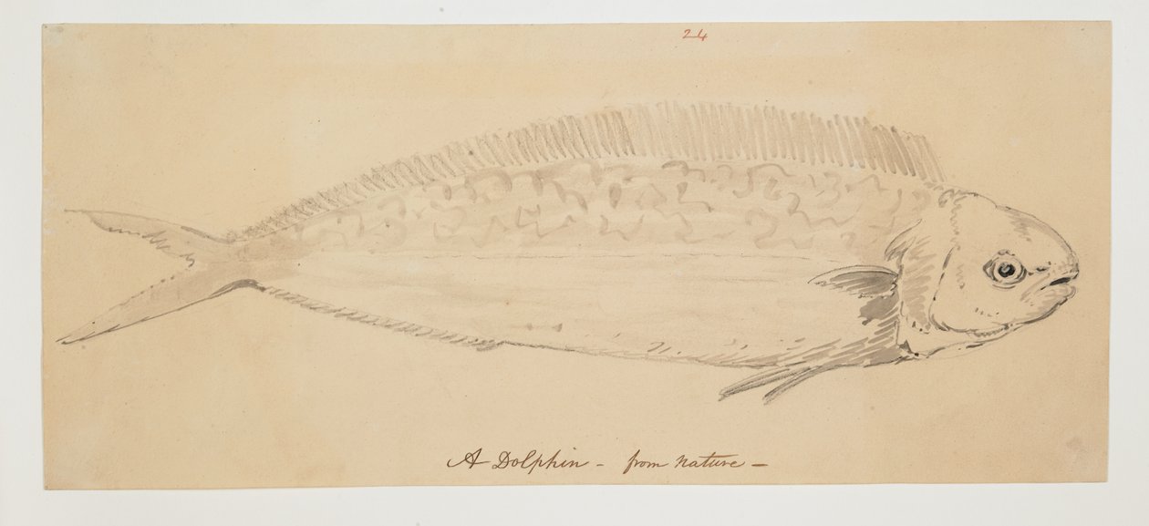 WD 961 f.24 av William Alexander