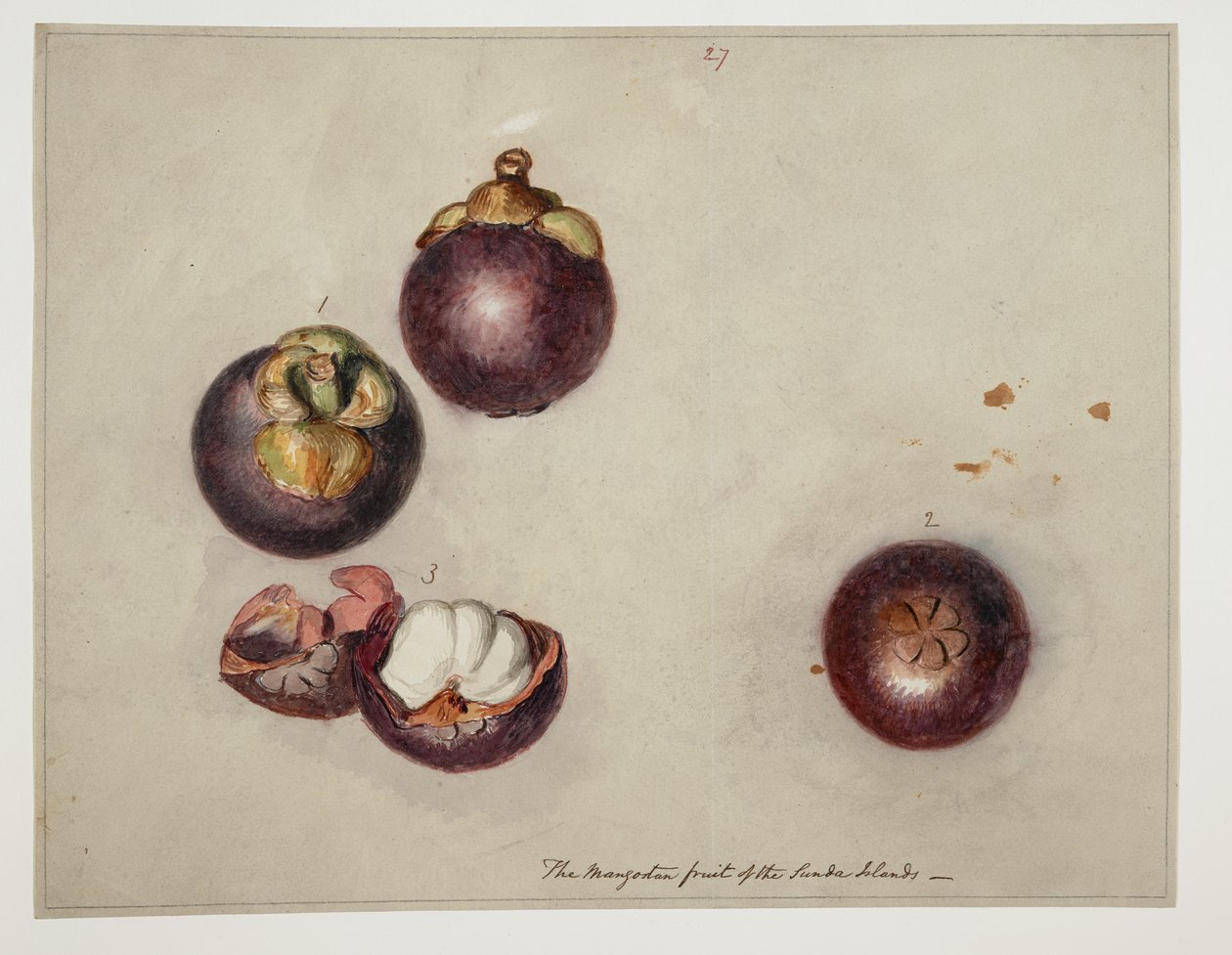 WD 961 f.27 av William Alexander