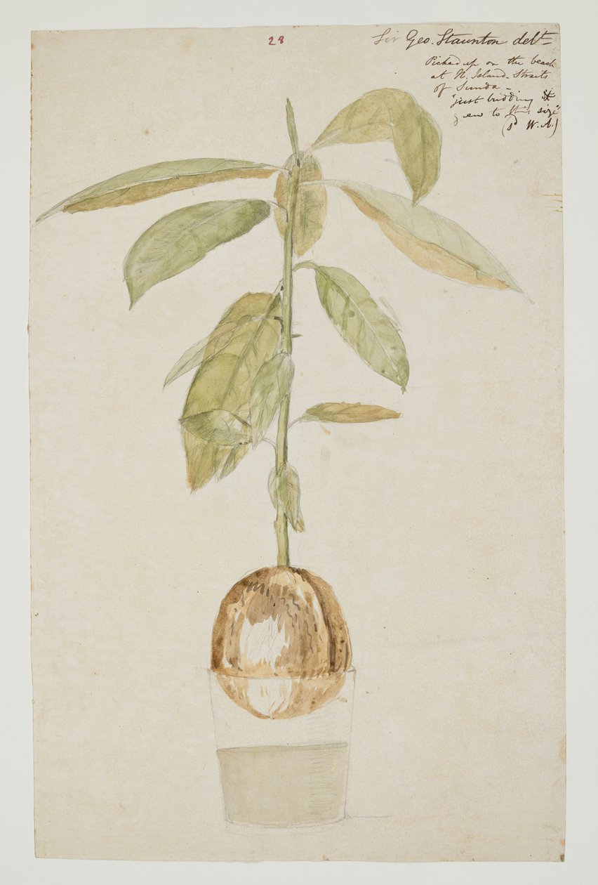 WD 961 f.28 av William Alexander