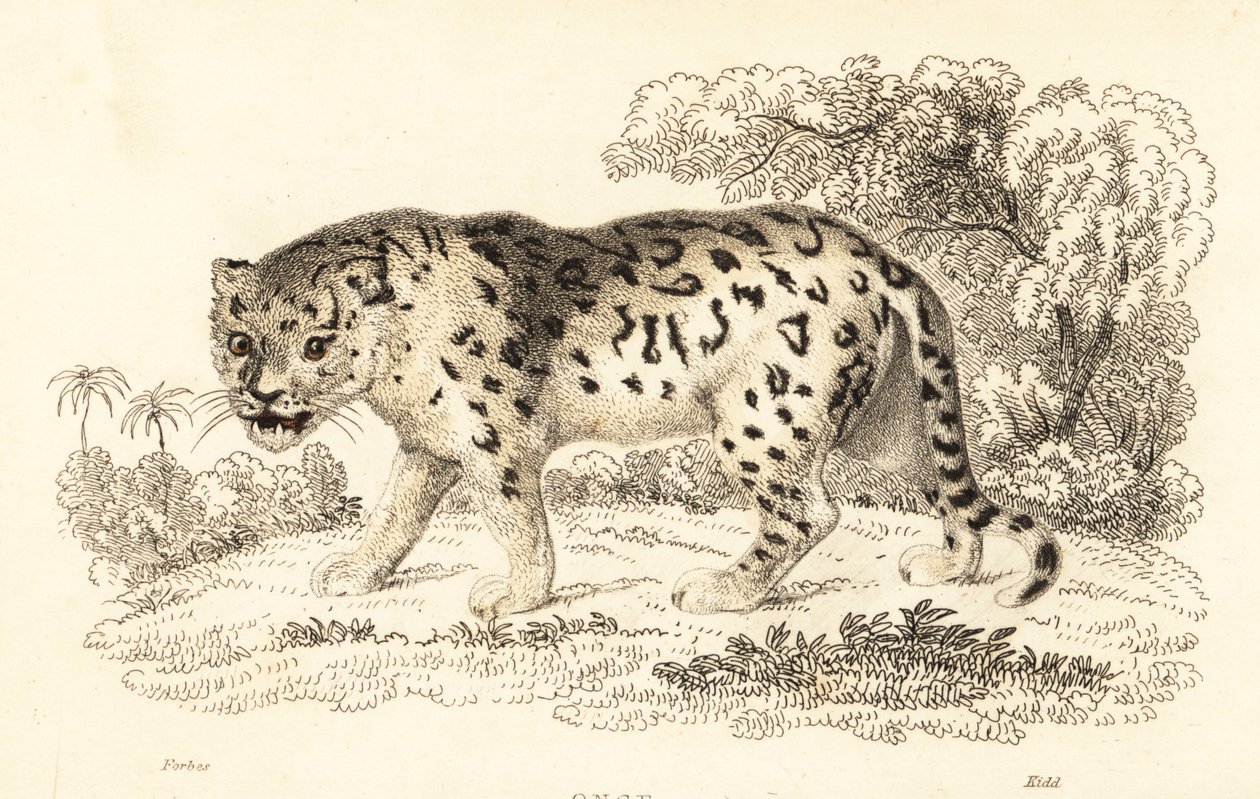 Jaguar, Panthera onca., 1834 (gravering) av William Alexander Forbes