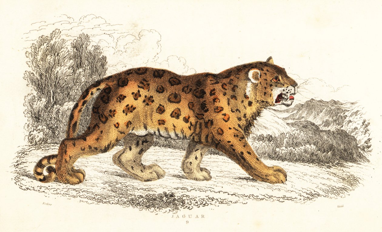 Jaguar, Panthera onca., 1834 (gravering) av William Alexander Forbes