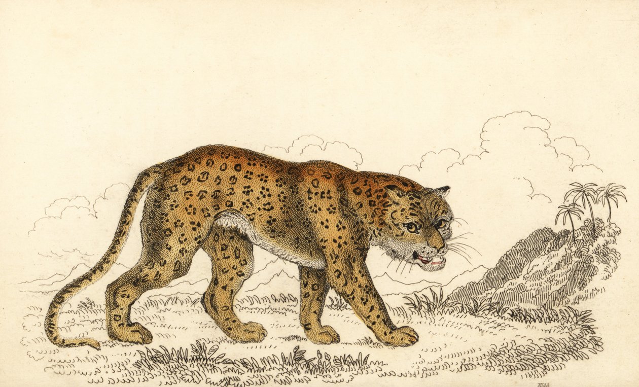 Leopard, Panthera pardus, sårbar., 1834 (gravering) av William Alexander Forbes