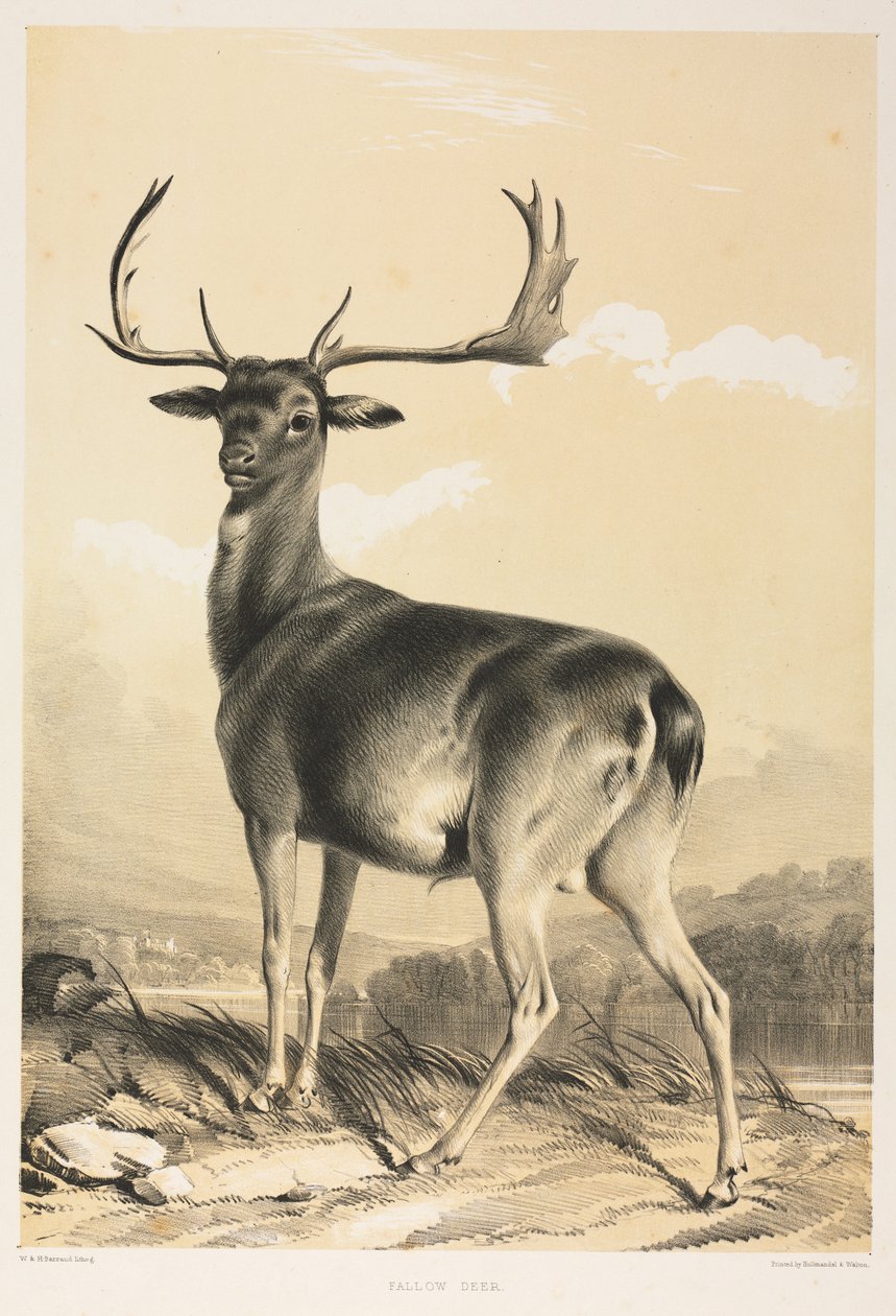 Dåhjort. av William Barraud