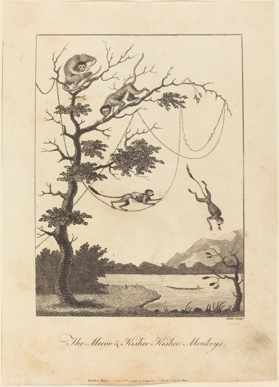 The Mecoo & Kisbee Kishee Monkeys, 1793. av William Blake