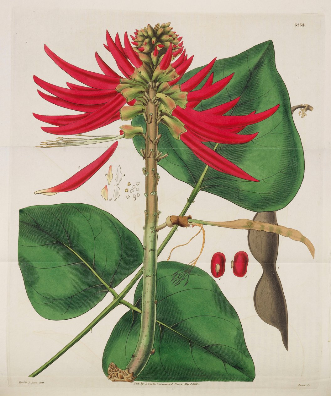 Botanisk magasin, 1787-1833. av William Curtis