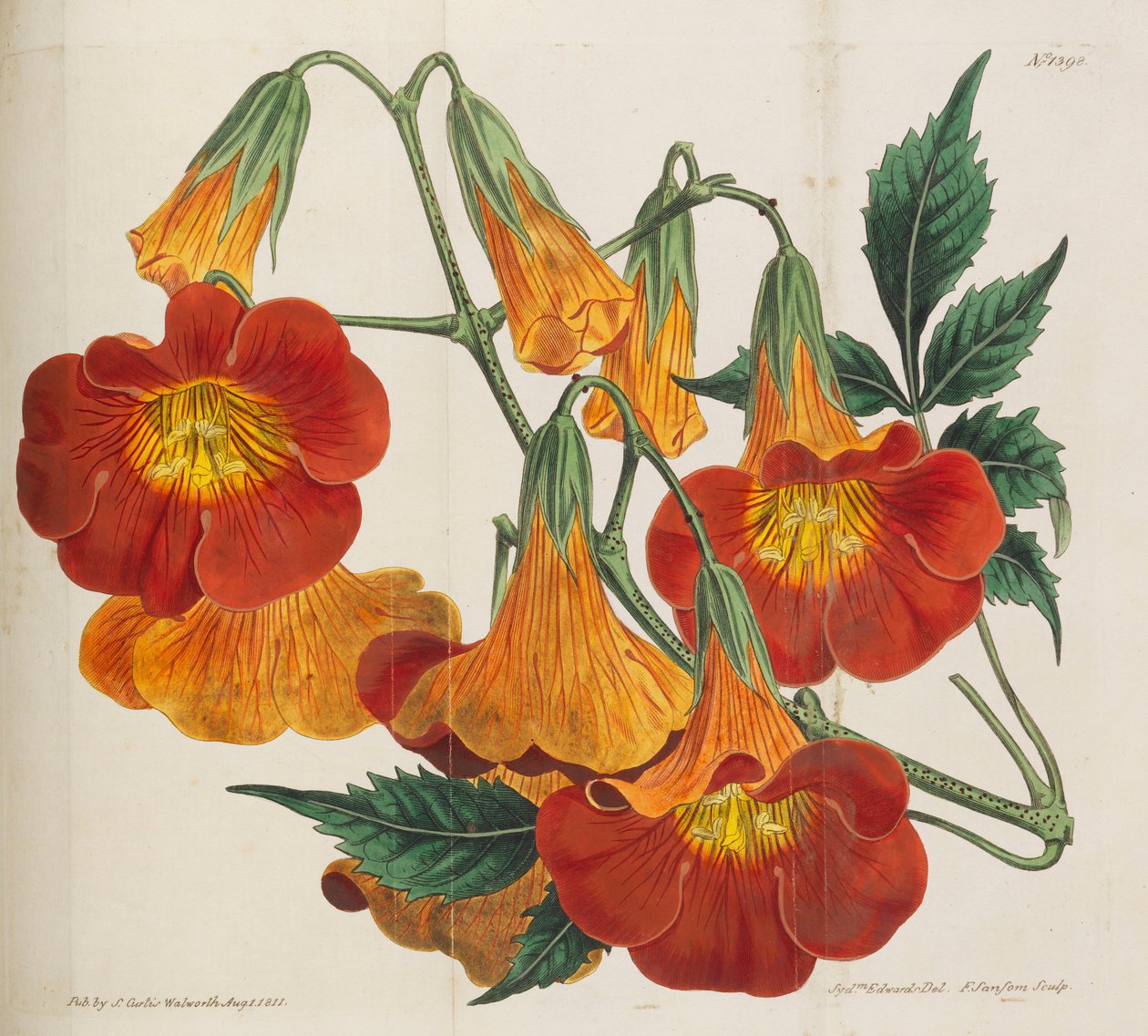 Botanisk magasin, 1787-1833. av William Curtis