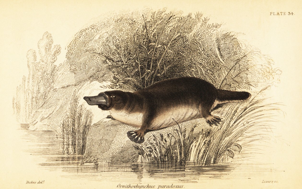 Platypus, Ornithorhynchus anatinus.,1841 (gravering) av William Dickes