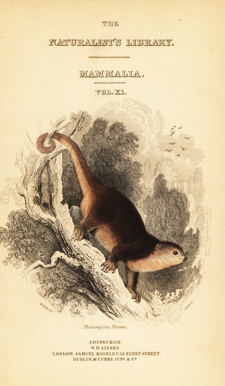Sulawesi bjørn cuscus, Ailurops ursinus. ,1841 (gravering) av William Dickes