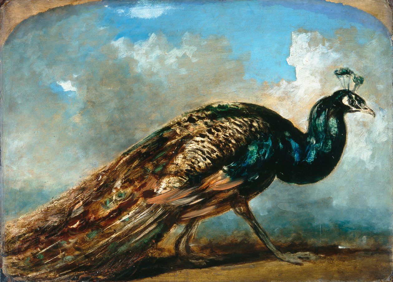 Studie av en påfugl (olje på kvernbrett) av William Etty