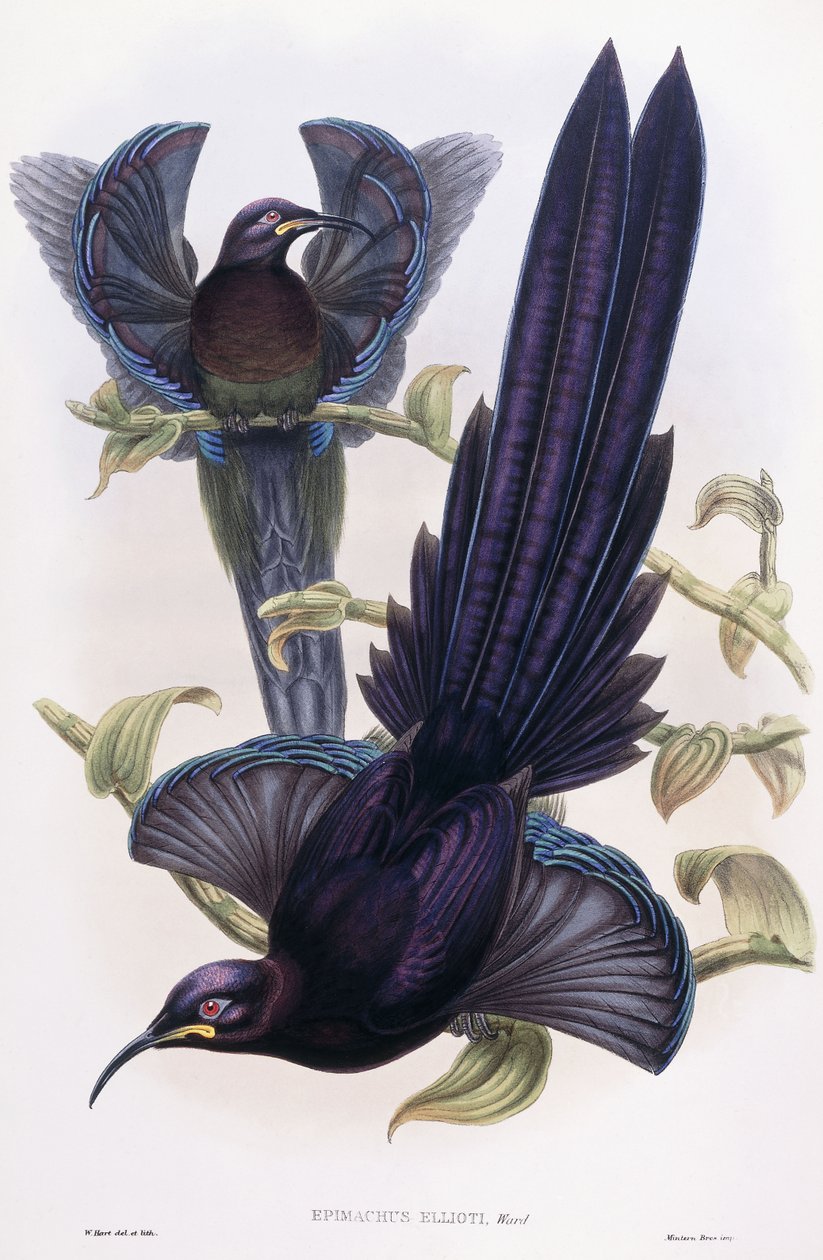 Epimachus Elliotti, menighet, ca. 1891-1898 av William Hart